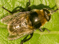 Merodon equestris